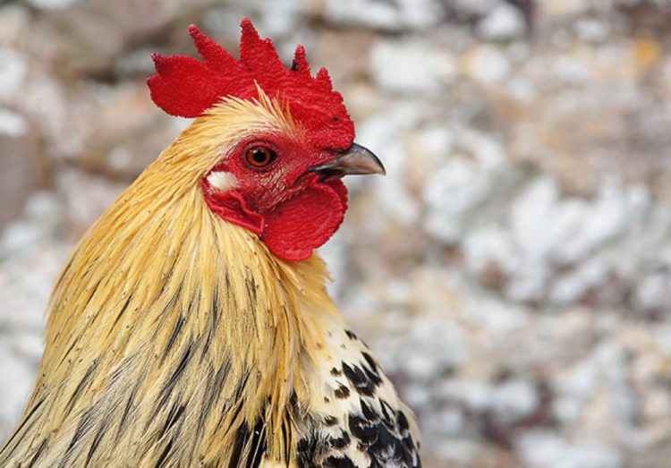 EXCLUSIVE: CROWING COCKERELS CONTINUE TO CAUSE HELL FOR RYDE RESIDENTS