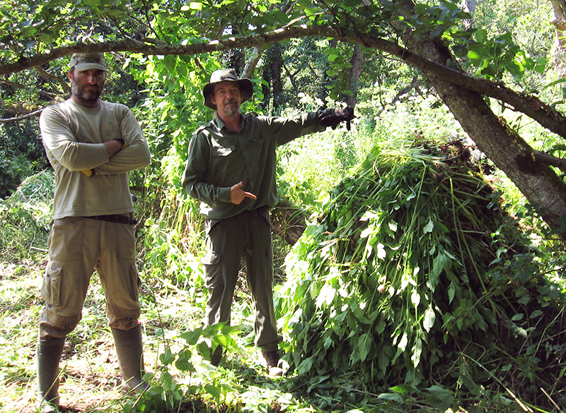 GROUP SEEKS HELP TO BLITZ ISLAND’S WEED INFESTATION