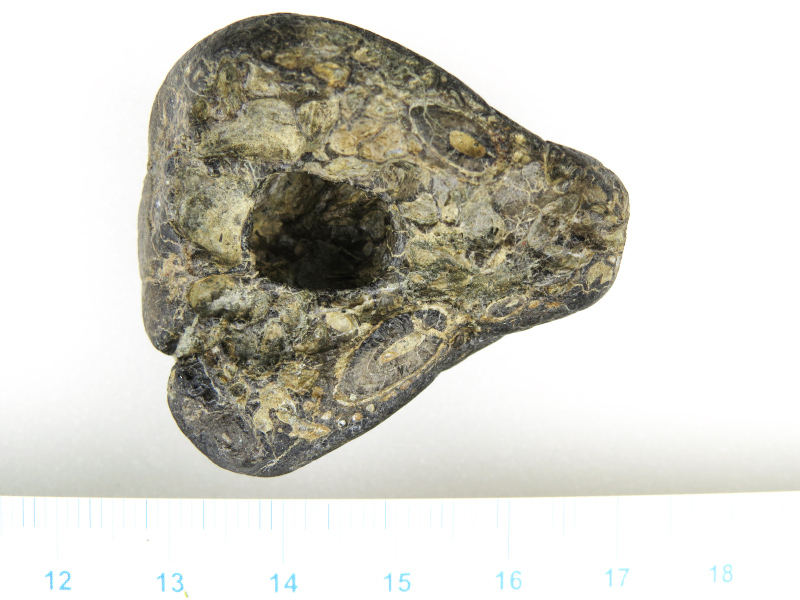 FIRST TIME DISCOVERY OF TYPE OF FOSSIL ON THE ISLAND