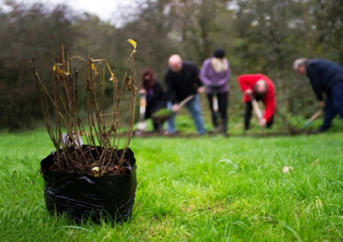 ISLAND SCHOOLS TO RECEIVE WOODLAND TRUST TREE PACKS