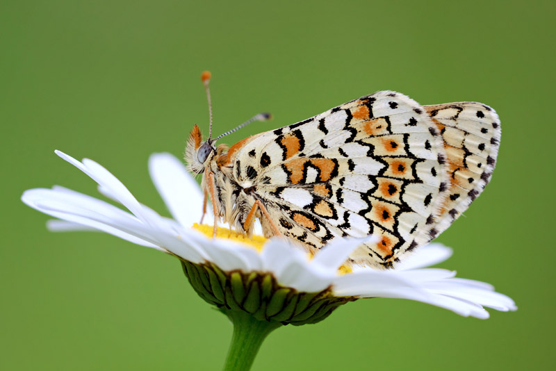 ISLAND SEARCH FOR ENDANGERED BUTTERFLY