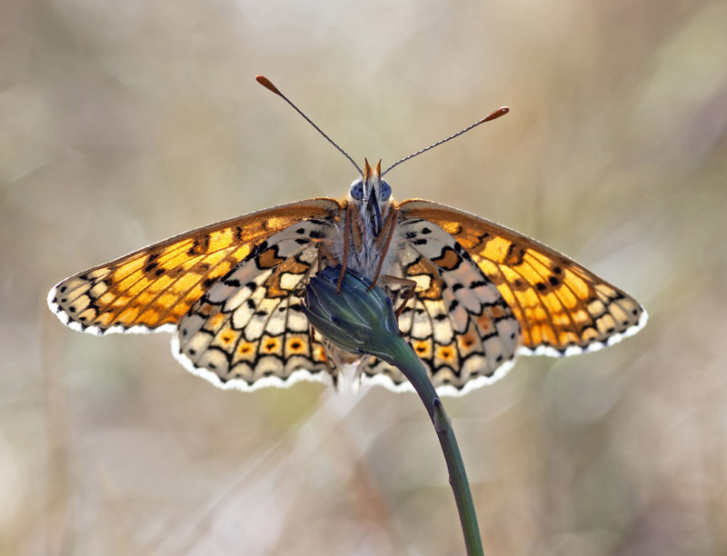 ISLAND SEARCH FOR ENDANGERED BUTTERFLY