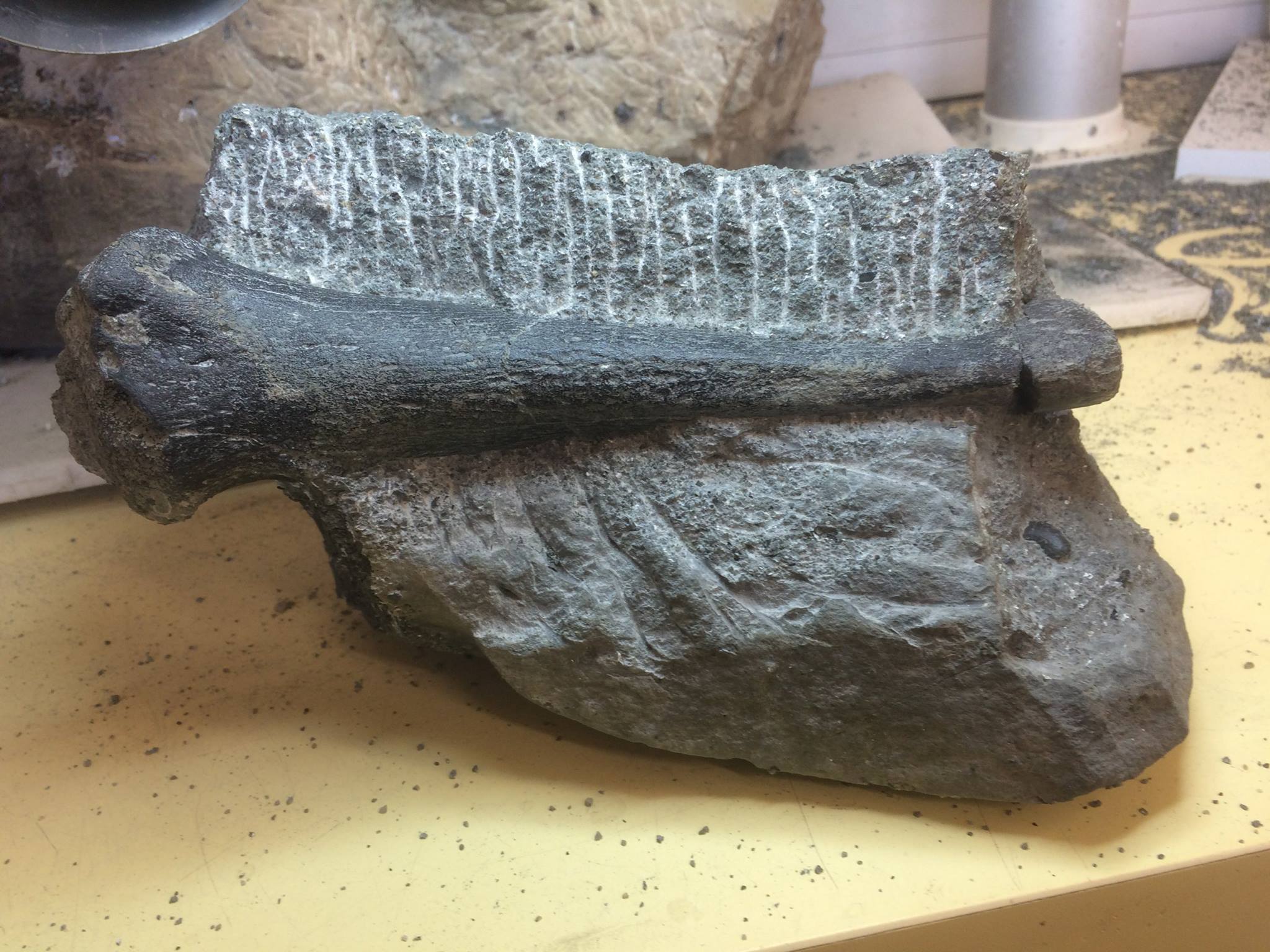 RARE MARINE REPTILE FOSSIL FOUND