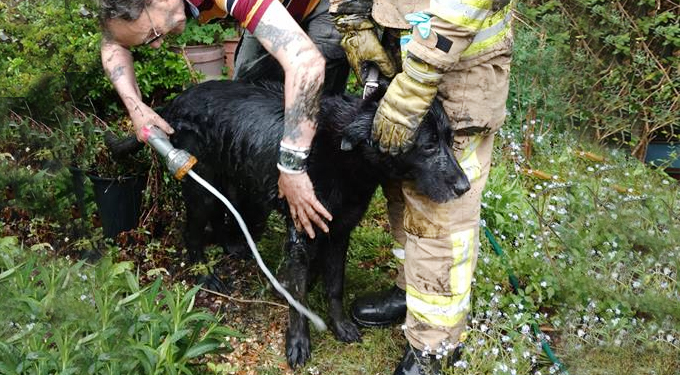 FAMILY PET RESCUED AFTER SEPTIC TANK FALL