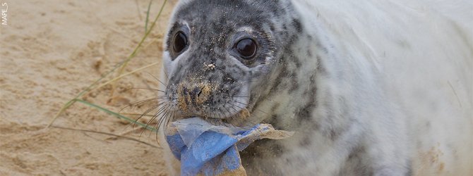 GREEN PARTY ISSUES PLASTIC CHALLENGE TO ISLANDERS