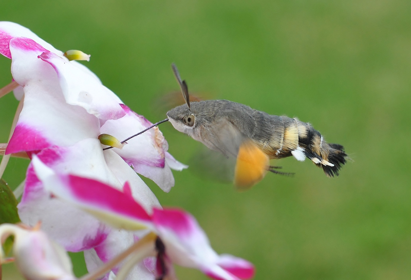 IS THE UK SET FOR A HUMMING-BIRD SUMMER?