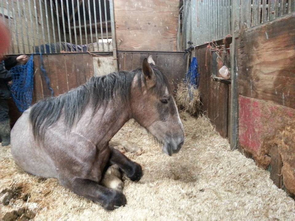 HORSE STOLEN FROM FRESHWATER