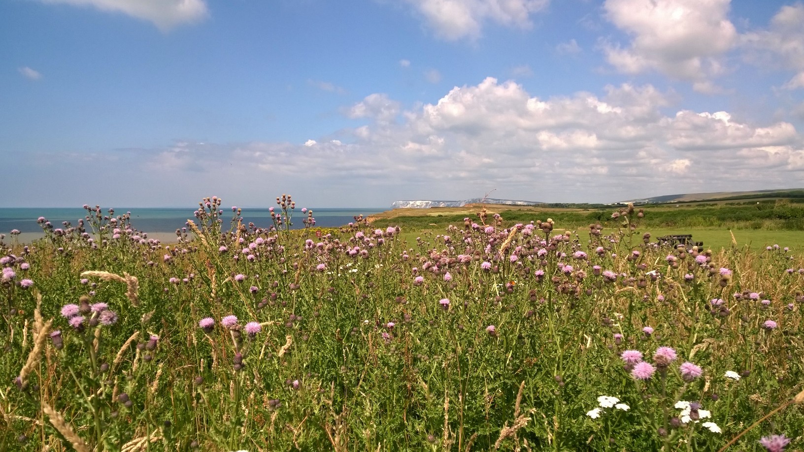 ALL INVITED TO BIG BUTTERFLY COUNT AT ISLE OF WIGHT PEARL
