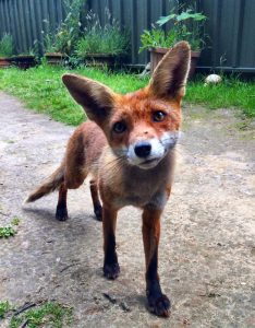 Gusmurderedfox