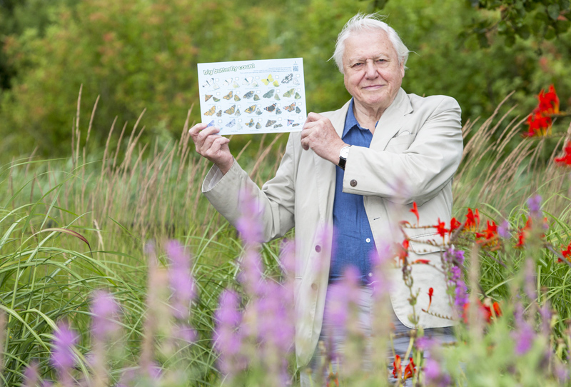 ‘SOGGY SUMMER A RISK TO BUTTERFLIES’ SAYS SIR ATTENBOROUGH