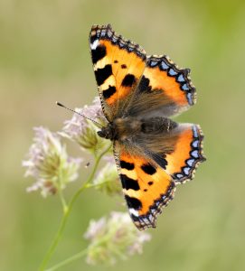 Small Tortoiseshell