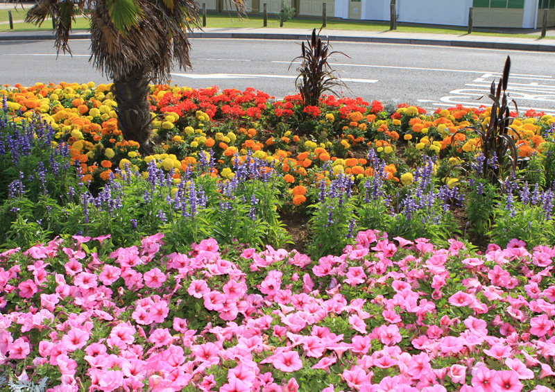 RYDE REACHES BRITAIN IN BLOOM FINALS