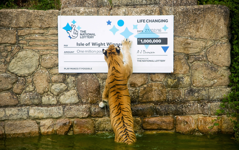 TIGERS HELP TRACK ISLAND’S MISSING LOTTERY MILLIONAIRE