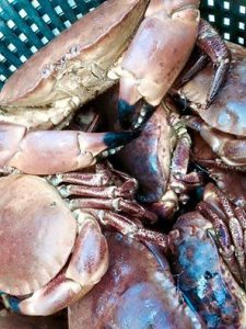 crabsbembridgeledge