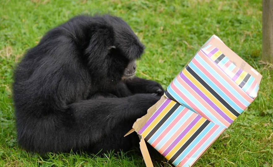 PARTY TIME AT MONKEY HAVEN FOLLOWING AWARD NOMINATION