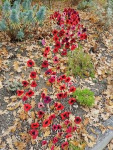 poppy-drift-1