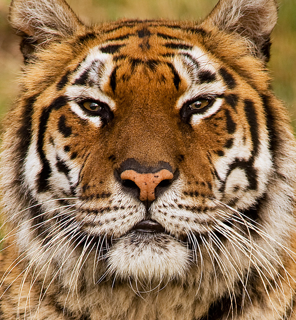 ROARING SUCCESS AS BIG CATS HELP LITTLE CATS