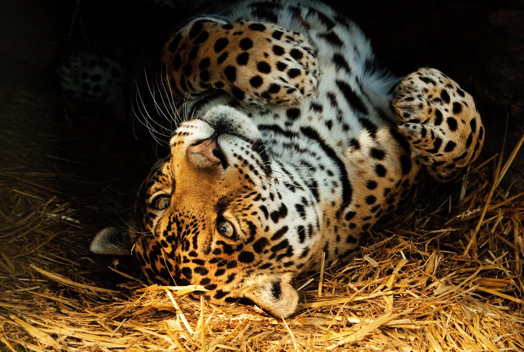 SANTA CLAWS APPEAL LAUNCHED BY ISLE OF WIGHT ZOO