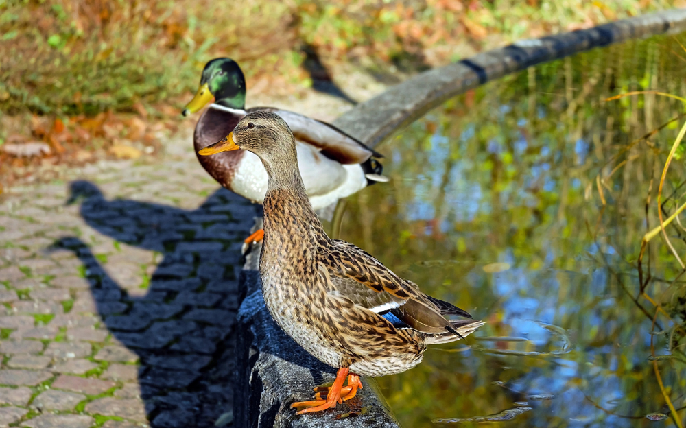 ISLANDERS ISSUED WARNING ABOUT THE SPREAD OF BIRD FLU