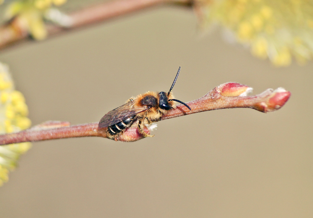 FINDING THE FIRST BEES OF THE YEAR ON THE WILLOW WALK