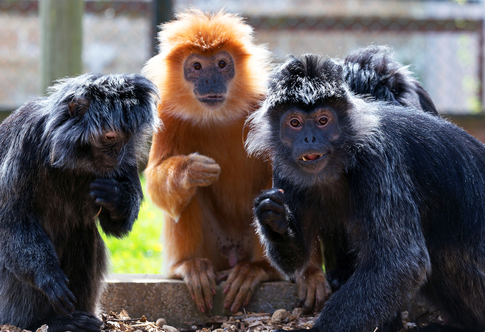 MONKEY HAVEN WINS TOP TOURISM ACCOLADE
