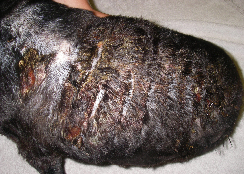 NUMBER OF ANIMAL CRUELTY INVESTIGATIONS INCREASES ON THE ISLE OF WIGHT