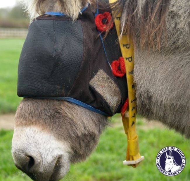 DONKEY SANCTUARY’S POPPY PUT TO SLEEP