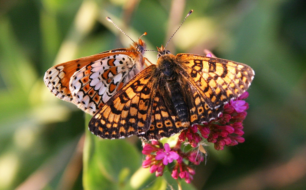 BUTTERFLIES NUMBERS CRASH ON THE ISLE OF WIGHT