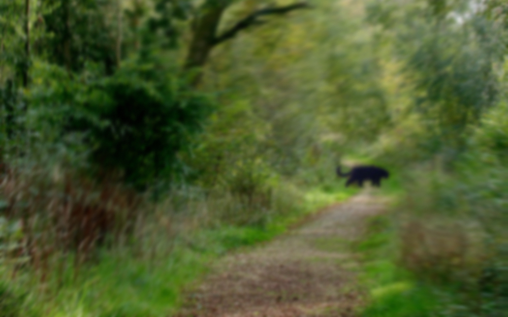 BIG CAT SPOTTED IN FIRESTONE COPSE