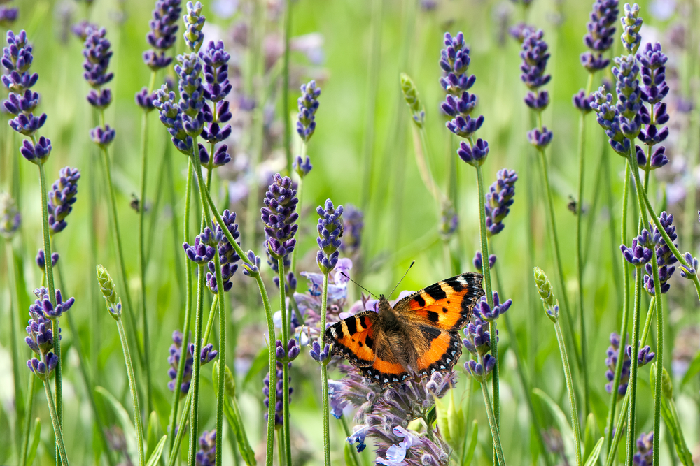 BARRATTS HELP TO PUT A SPRING IN THE STEP OF LOCAL WILDLIFE