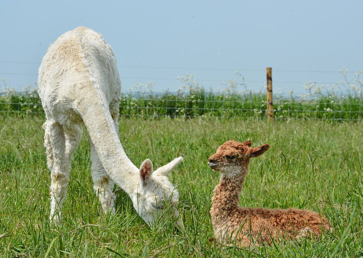 ISLE OF WIGHT HOME TO BEST ALPACA FLEECE IN THE UK