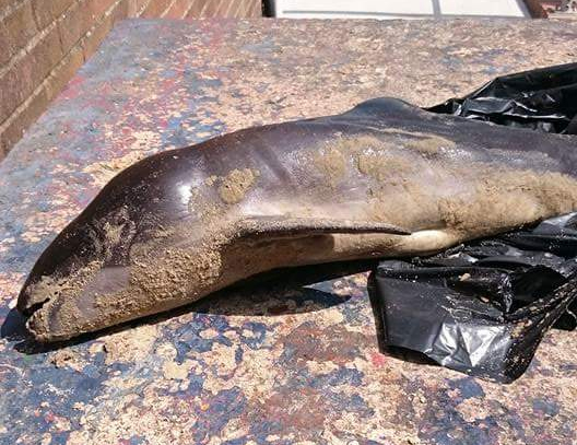 INFO APPEAL AFTER PORPOISE LEFT OUTSIDE RYDE LIFEBOAT STATION
