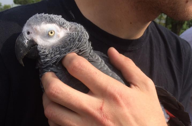 CHERRY PICKER RESCUE AFTER RUBY PLAYS HIDE AND SPEAK