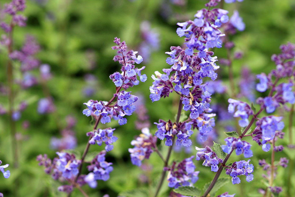 VENTNOR BOTANIC GARDEN TO CELEBRATE 45 YEARS WITH SPECIAL EVENTS