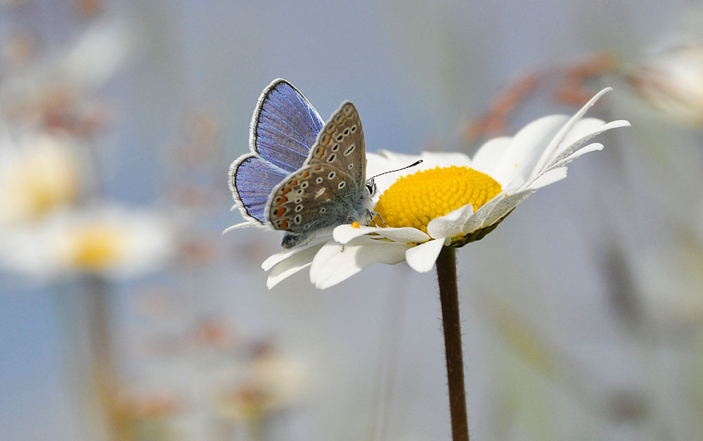 GET POTTING TO HELP BUTTERFLIES, BEES AND MOTHS ON THE ISLE OF WIGHT