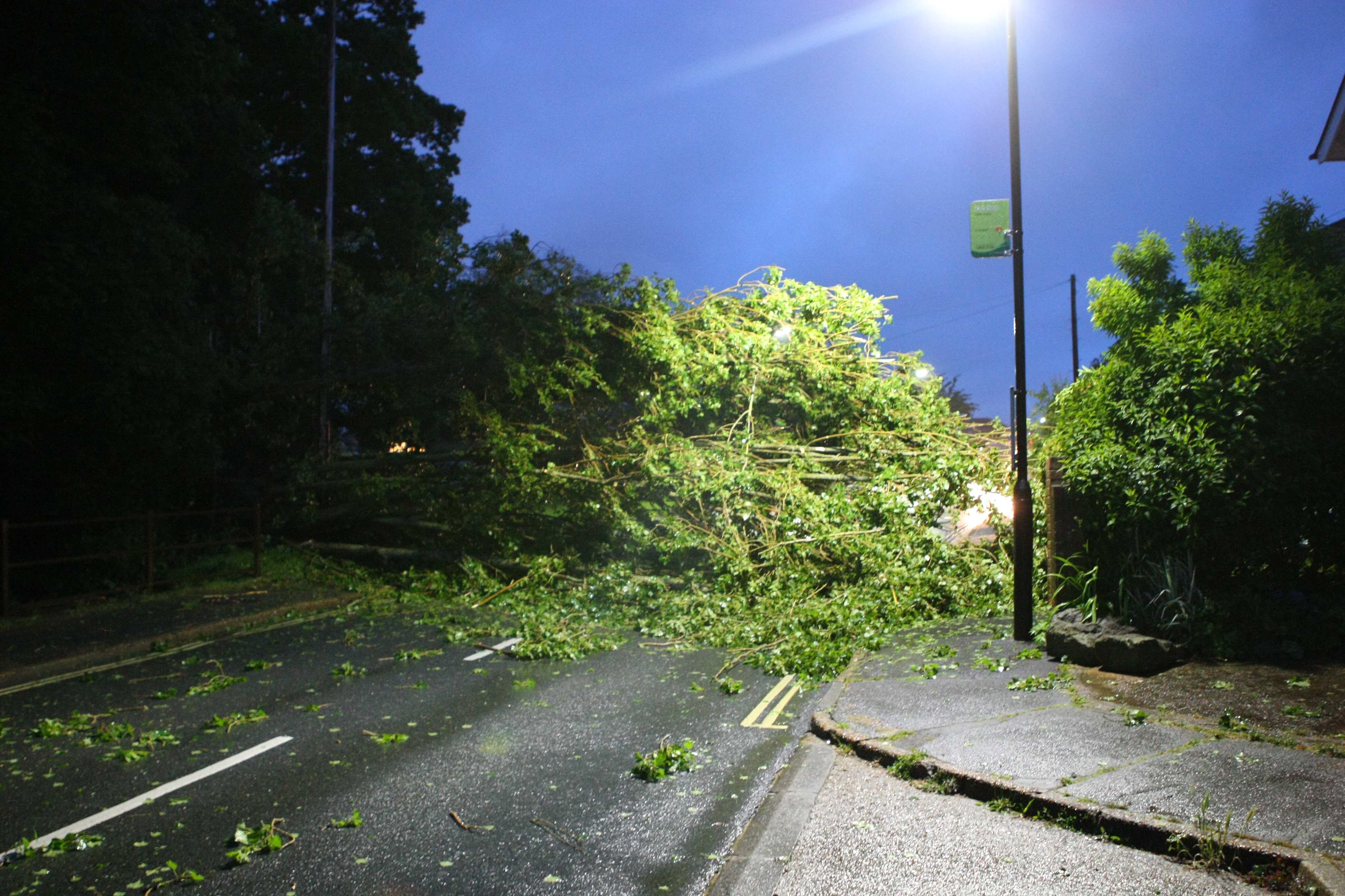 LARGE TREE BROUGHT DOWN IN HIGH WINDS