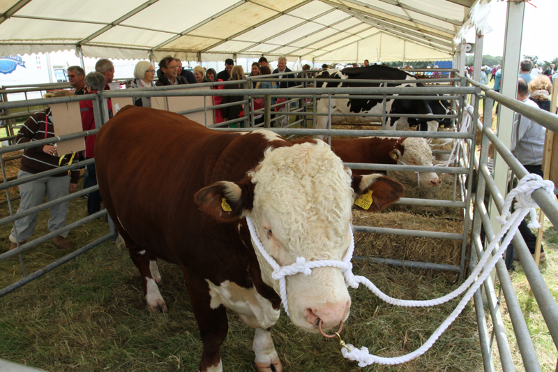 THE COUNTRYSIDE MATTERS CAMPAIGN TO FEATURE AT ISLE OF WIGHT SHOW