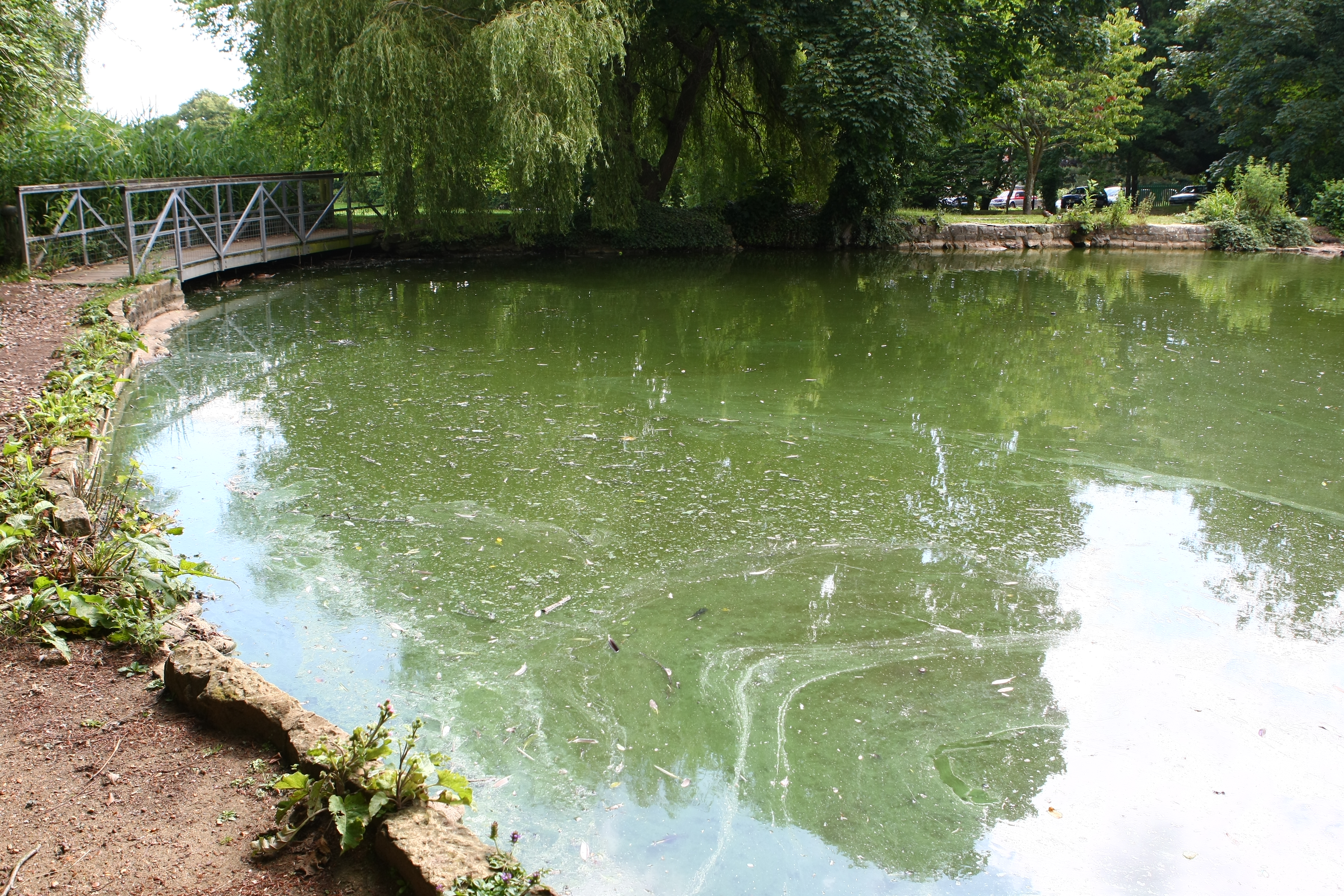 POTENTIALLY FATAL BACTERIA THOUGHT TO BE IN SHANKLIN POND