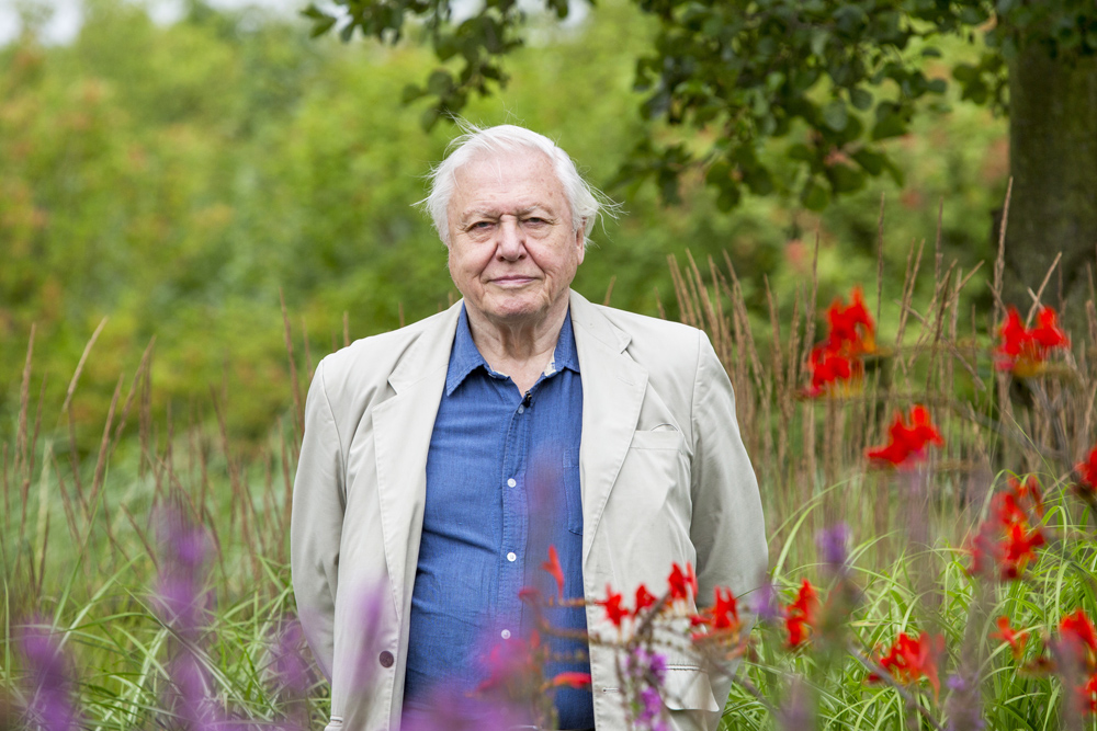 BUTTERFLIES ON THE ISLE OF WIGHT FACE A CRITICAL SUMMER SAYS SIR DAVID