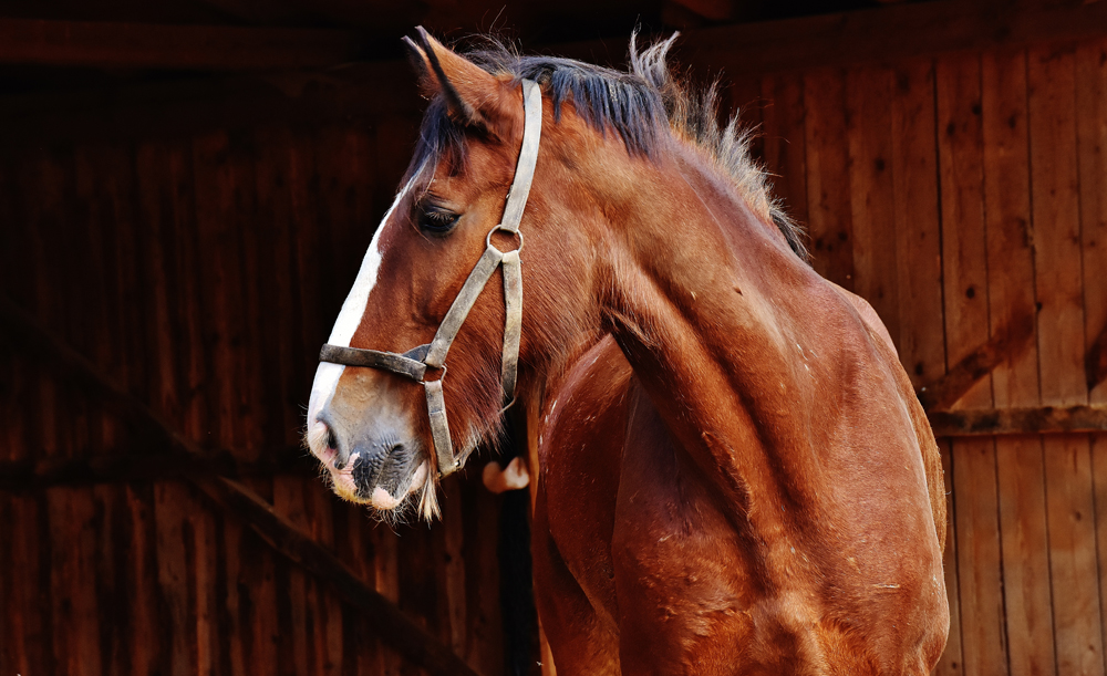 MP RAISES ISLAND HORSE RIDERS’ SAFETY IN PARLIAMENT