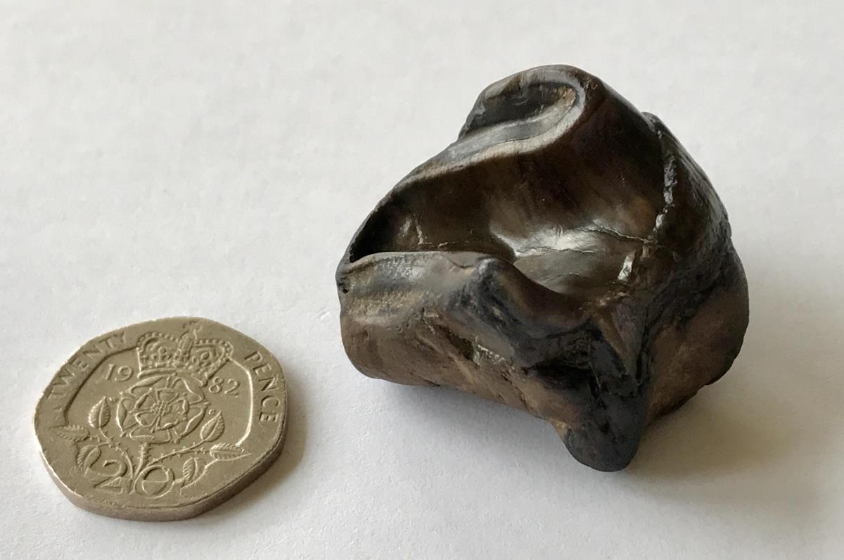 THEO’S PREHISTORIC RHINO TOOTH FIND