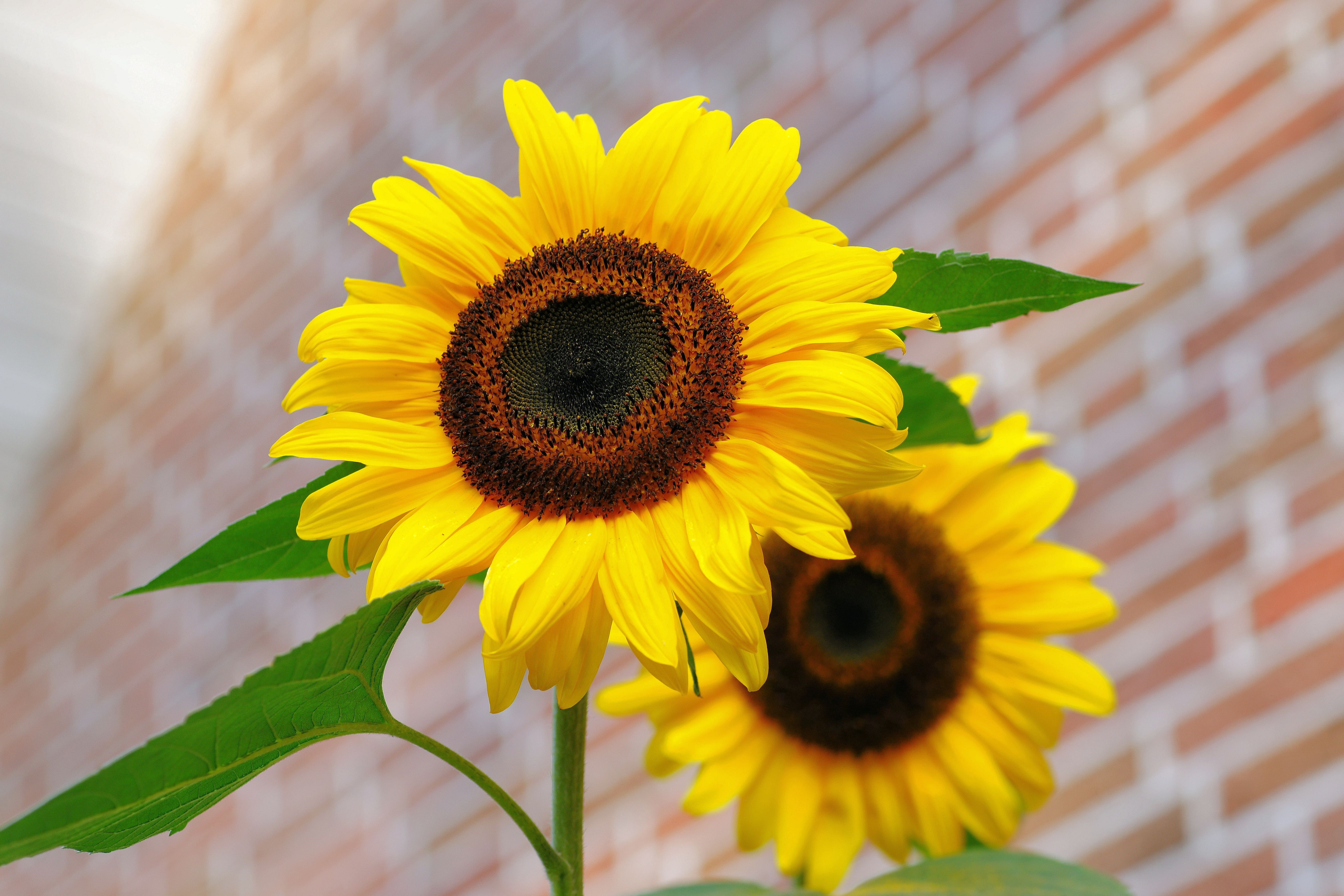 CALL FOR SUNFLOWER SEED COMPETITION ENTRIES
