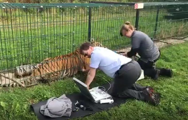 HEART SCAN ON ISLE OF WIGHT TIGER