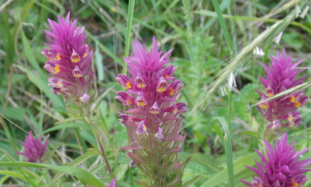 RECORD YEAR FOR RARE AND EXOTIC-LOOKING ISLAND FLOWER