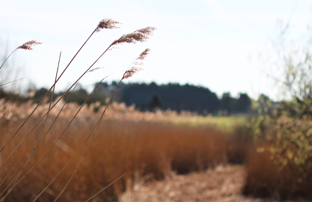 GET SET TO TAKE A WALK ON THE WETLAND SIDE THANKS TO £5,000 GRANT