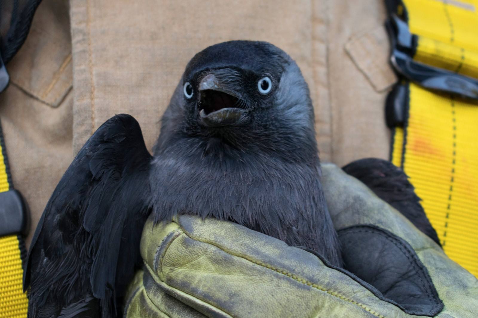 HEIGHT NO PROBLEM IN JACKDAW RESCUE