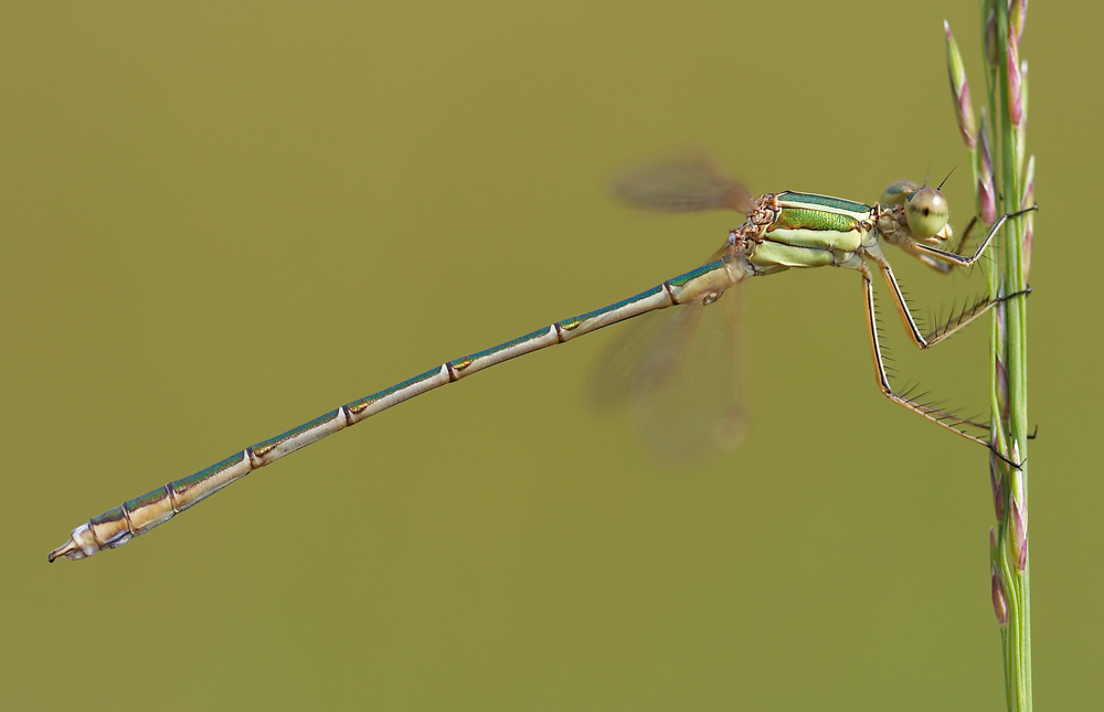 NEW DAMSELFLY DISCOVERED ON THE ISLE OF WIGHT