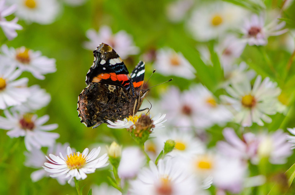 ISLANDERS URGED TO LOOK OUT FOR BUTTERFLIES THIS AUTUMN