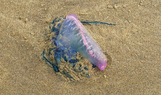 POTENTIALLY FATAL DANGER WASHING UP ON THE ISLAND’S SHORES