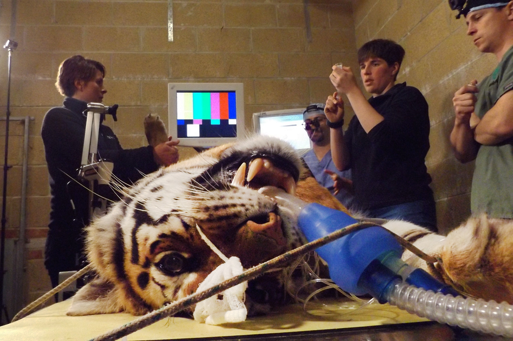 ISLE OF WIGHT ZOO’S SIMI RECOVERS WELL FROM KEYHOLE SURGERY